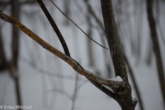 Aurantioporthe corni