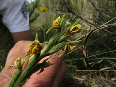 Pterichis habenarioides
