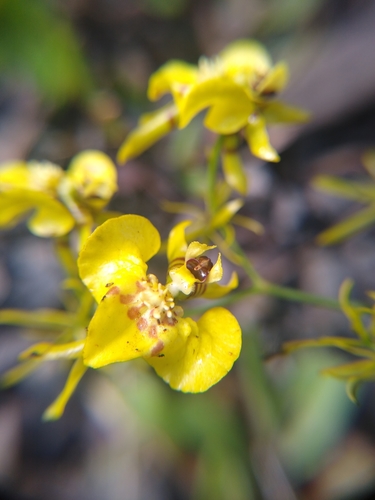 Abortivum Orchid