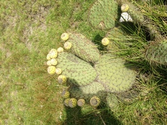 Opuntia huajuapensis