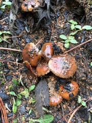 Pholiota brunnescens