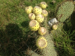 Opuntia huajuapensis