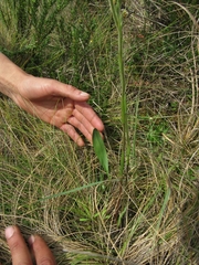 Pterichis habenarioides