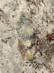 Podotheca angustifolia