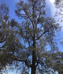 Allocasuarina luehmannii