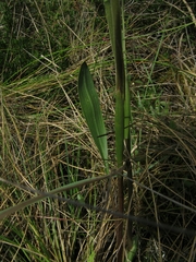 Pterichis habenarioides
