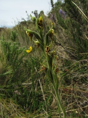 Pterichis habenarioides