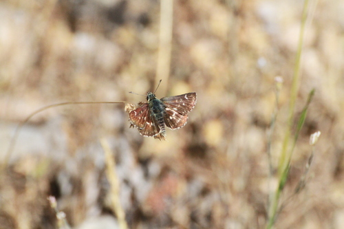 Red Underwing Skipper