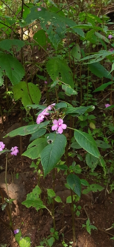 Handsome Flowered Balsam (Impatiens pulcherrima)