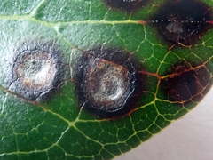 Puccinia coprosmae