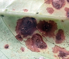 Puccinia coprosmae