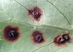 Puccinia coprosmae
