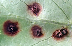 Puccinia coprosmae