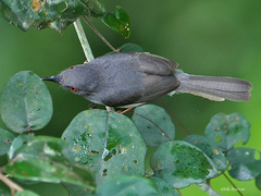 Apalis sharpii