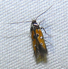 Chrysoclista linneella