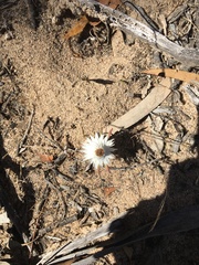 Helichrysum leucopsideum