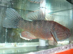 Dormitator latifrons