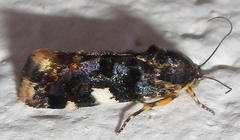 Acontia imitatrix