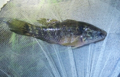 Dormitator maculatus