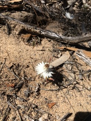 Helichrysum leucopsideum