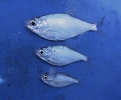 Nicaragua Gizzard Shad photo 2