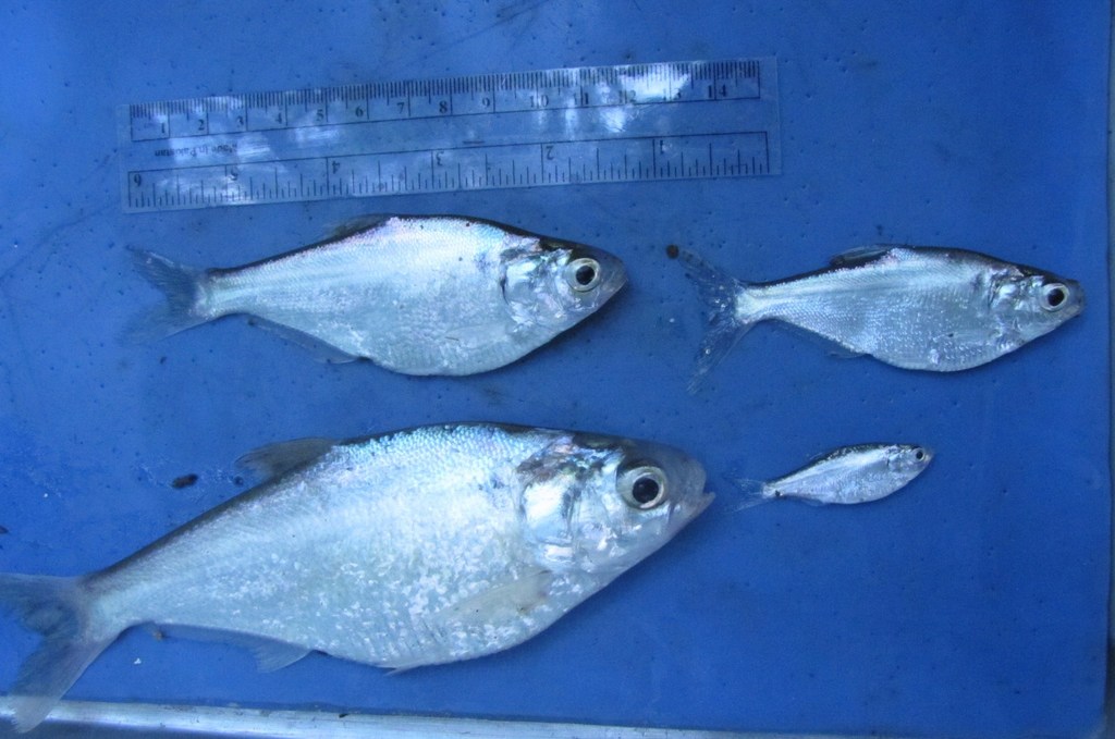 Nicaragua Gizzard Shad