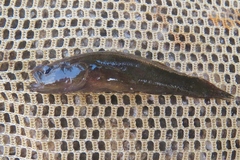 Eleotridae