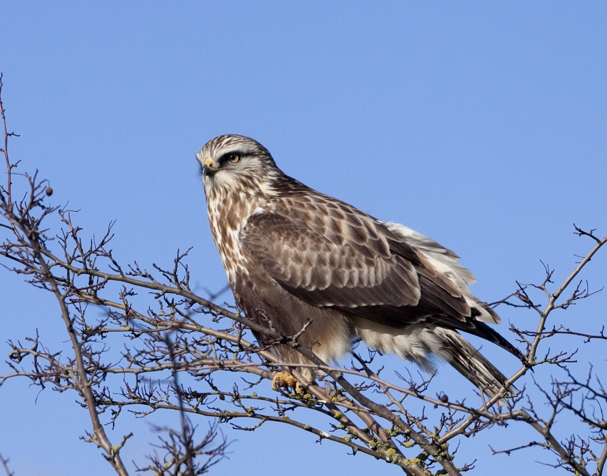 毛足鵟(Buteo lagopus) · 愛自然-臺灣(iNaturalist Taiwan)