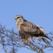 Rough-legged Hawk - Photo (c) Rick Leche - Photography, some rights reserved (CC BY-NC)