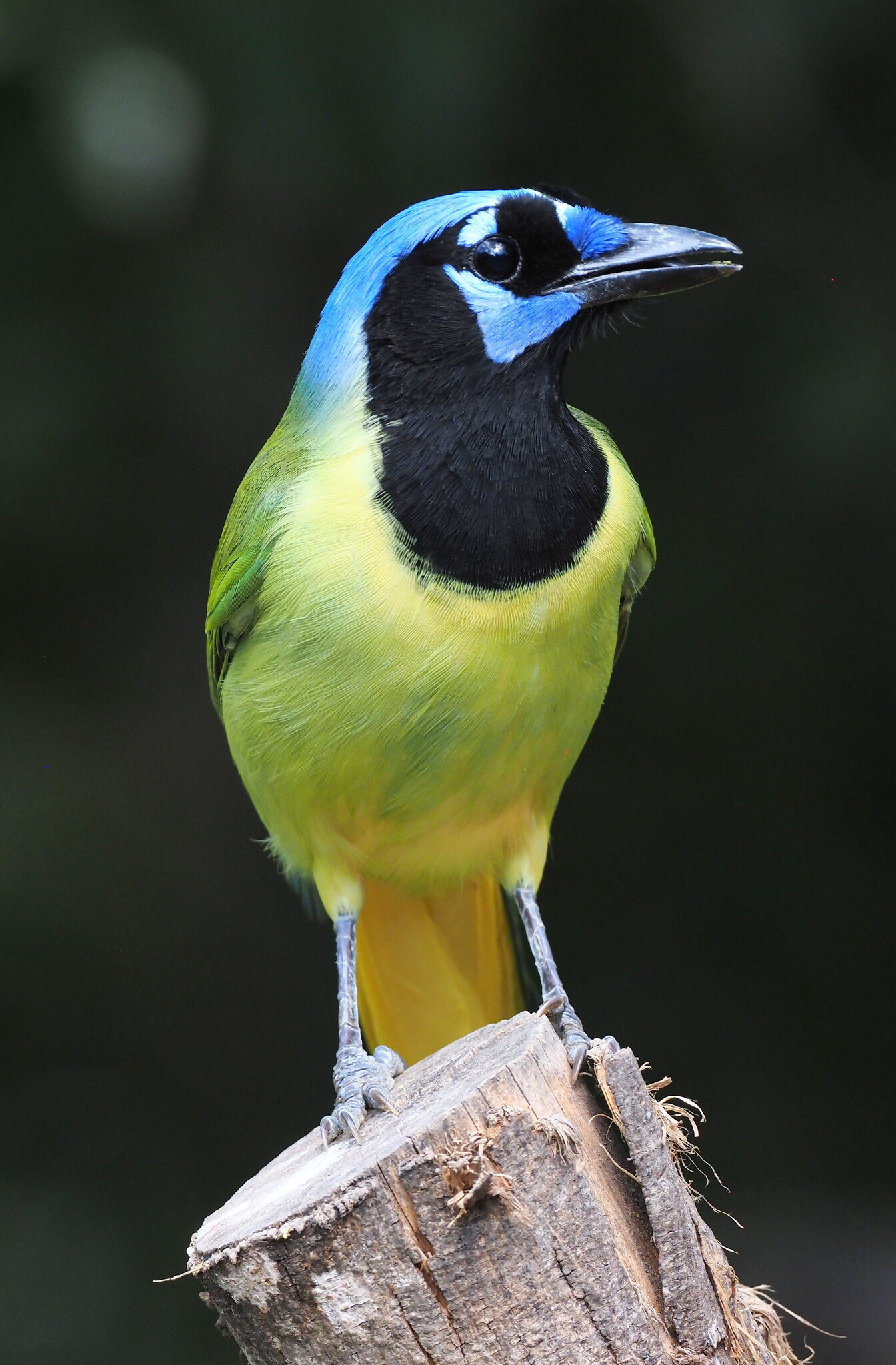 Green Jay illustration