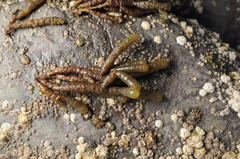 Splachnidium rugosum