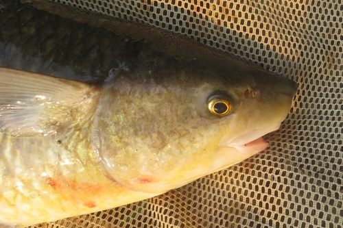 Bobo mullet (Joturus pichardi) — Mugilidae — 4