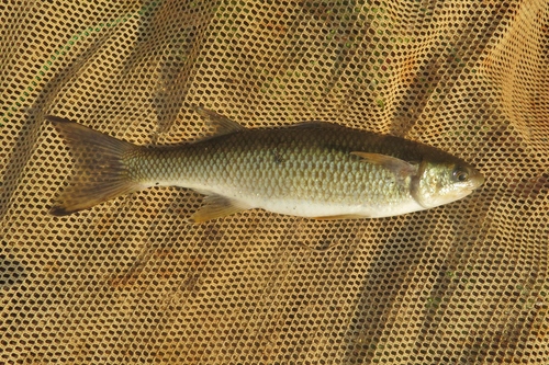 Bobo mullet (Joturus pichardi) — Mugilidae — 2