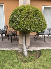 Ficus retusa