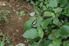 Hypolimnas anthedon anthedon