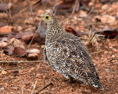 Pterocles bicinctus multicolor
