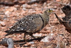 Pterocles bicinctus multicolor