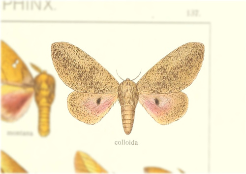 Syssphinx colloida