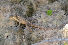 Sceloporus utiformis