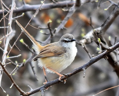Prinia subflava affinis