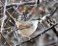 Prinia subflava affinis