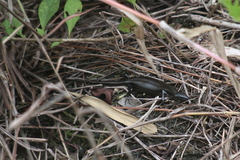 Aspronema dorsivittatum