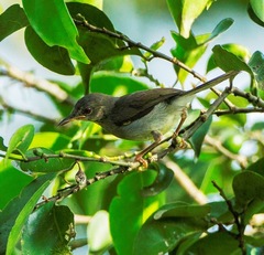 Sharpe's Apalis photo 5