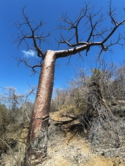 Adansonia suarezensis, photograph (c) jeanjacquesgodon, some rights reserved (CC BY)