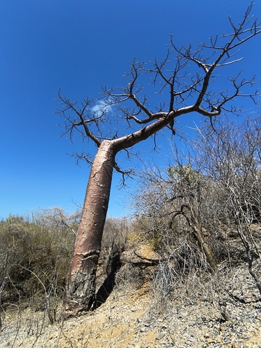 Adansonia suarezensis, photograph 4