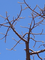 Adansonia suarezensis, photograph (c) jeanjacquesgodon, some rights reserved (CC BY)
