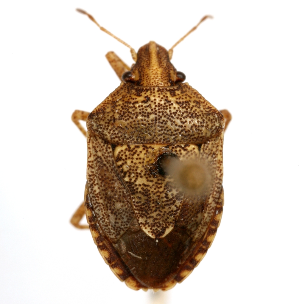 Mcphersonarcys aequalis