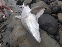 Carcharhinus brachyurus