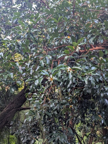 Crapnell's Camellia (Camellia crapnelliana)
