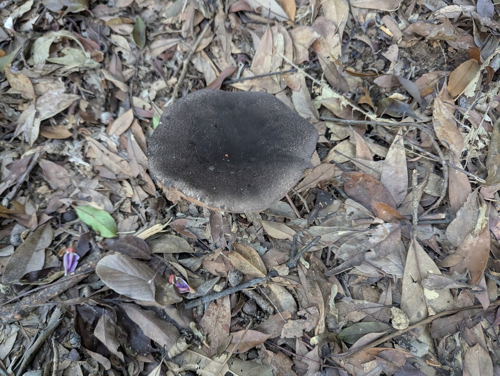 Anthracoporus holophaeus